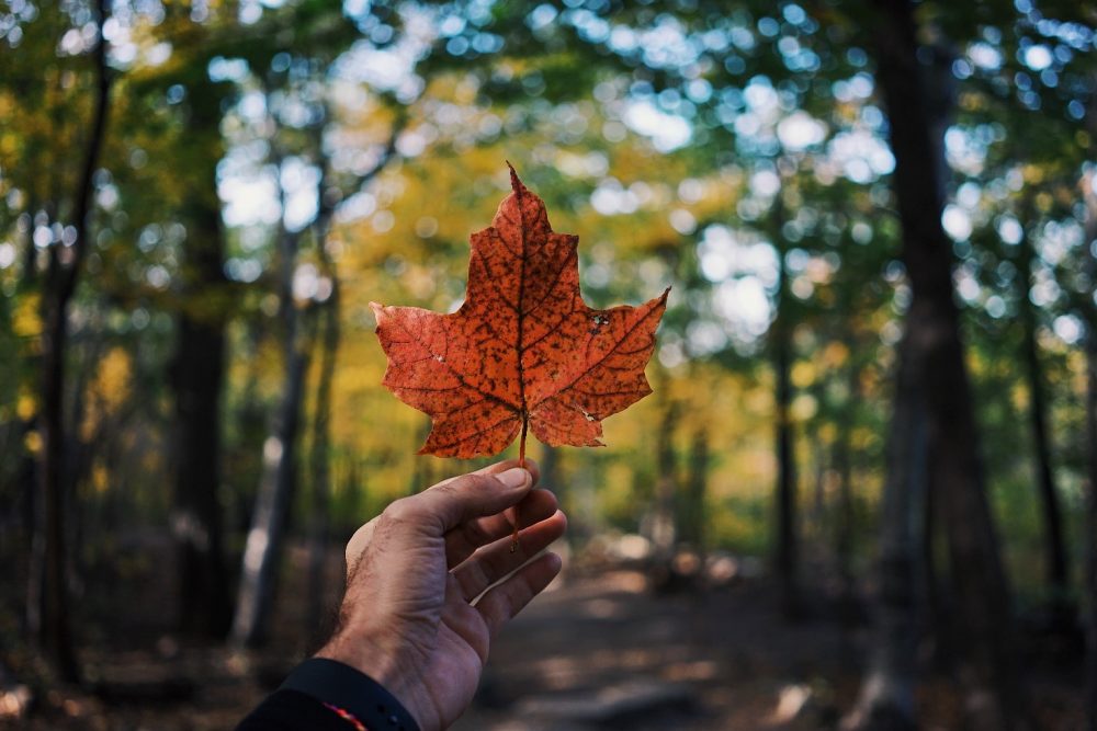 mano che tiene un foglia d'acero marrone e sullo sfondo una foresta d'aceri canadese